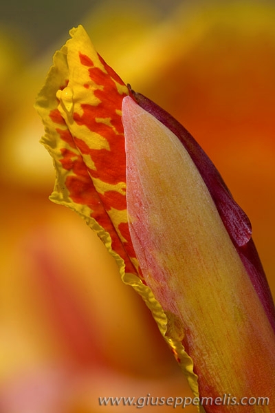 Macro flower (40D_11258_2rid).jpg